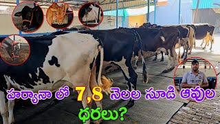 హర్యానా లో 7,8 నెలల సూడి ఆవుల ధరలు? 8571860128 | HF Pregnant Cows for sale | Low Price Cows sale