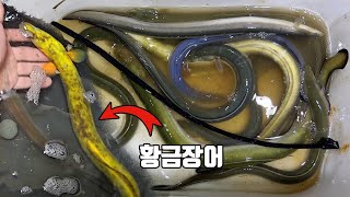 역시 비온뒤 흙탕물은 공식이네요!! 낚시대 던지면 정신없이 장어가..이렇게 잘 잡힐 수가 있나요?(ft.먹방)