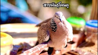 #สายเลือดโผนคู#สายพันธุ์โผนคูมาเลเซีย