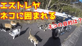 ネコに囲まれるエストレヤ250