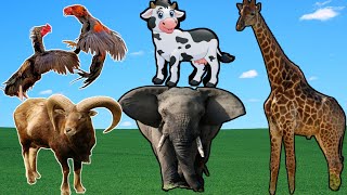 Sounds of wild life animals - Dog, horse, elephant, monkey, duck, cow, cat, geeraf, animal moments