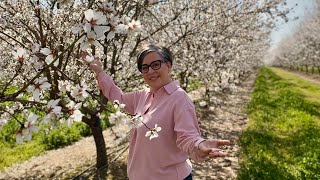 California in Bloom - A Peaceful Walk Through the ALMOND BLOSSOMS 🌸