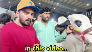 Rajab Butt ny 1 CRORE K COWS KHARID LIYE | COWS K RATE SUN KAR BAIHOSH RAJAB BUTT🤒🤒