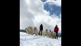 7 Akbash Great Pyrenees Livestock Guardian Dogs On A Fan Hitch While Dog Sledding