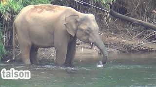 wild elephants bath near town ഇന്ന് കുട്ടമ്പുഴ ടൗണിനു സമീപം കാട്ടാനക്കൂട്ടത്തിൻ്റെ നീരാട്ട്!!