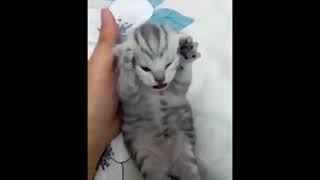 Dramatic Kitten Meme Template | Screaming Cat Meme