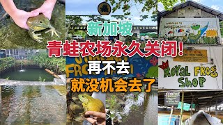 新加坡牛蛙农场 @Jurong Frog Farm 的牛蛙很像绿巨人！！！