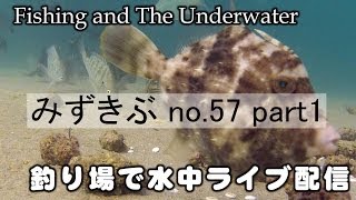 ライブ！姫路遊漁センターの海中から（みずきぶ57part1)