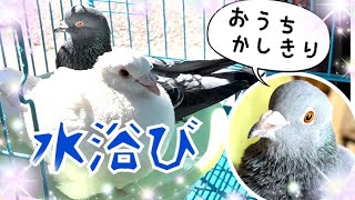 土鳩～ず水浴び♪コケるホシロ君ｗお留守番のアサヒ君は？2022/2/25撮影