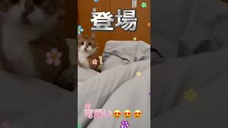 呼ぶとくる猫。