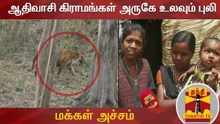 ஆதிவாசி கிராமங்கள் அருகே உலவும் புலி : மக்கள் அச்சம் | Nilagiri | ThanthiTV