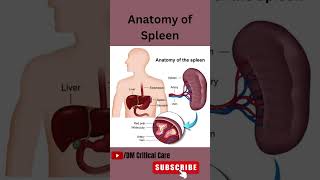 Anatomy of Spleen/Spleen Anatomy#mbbs #spleen#anatomy #icu