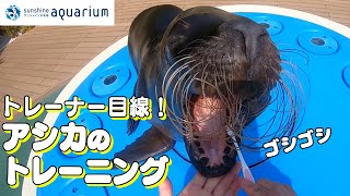 【トレーナー目線】アシカのトレーニング【サンシャイン水族館】