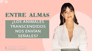 ✨ ¿Nos envían señales nuestros animales transcendidos?✨