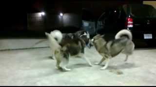 2 Huskies and a grumpy Malamute.mp4