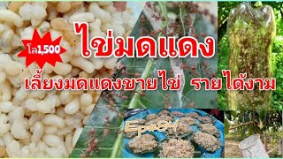 ไข่มดแดง เลี้ยงมดแดงขายไข่ Ep#84 บ้านรักเกษตร