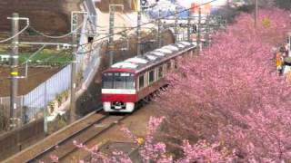 京浜急行 三浦海岸駅 河津桜 2011/3/3