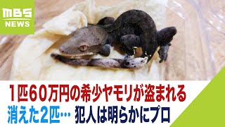 【窃盗】１匹６０万円の希少ヤモリ「クレステッドゲッコー」は湿度が上がると体の色が鮮やかに変化（2023年4月27日）