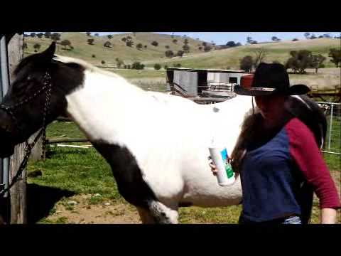 Treat a horse for external parasites Treat a horse for external parasites