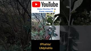 Incazelo ngePhahla/uMphahla. By Kholo Khumalo TV📺