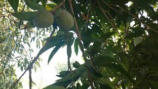 আতাফল গাছ | Custard Apple Tree