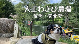 【犬と歩く信州】安曇野・大王わさび農場