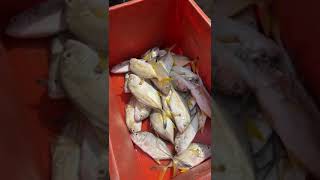 YELLOW TRAVELLY FISH/மஞ்ச பாறை மீன்