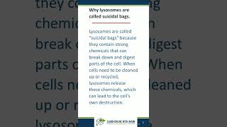 Why lysosomes are called suicidal bags? #biology#short#viralshort