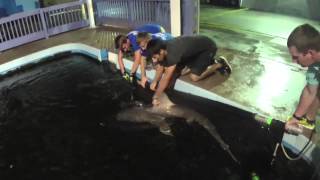 Seaworld Orlando Rescues Sharks from Wrecked 18-Wheeler