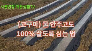 (고구마) 물을 주지 않고도 100% 살도록 심는법