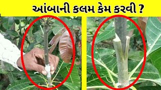 આંબાની કલમ કેમ કરવી| કેરીની કલમ કેમ કરવી| kerini kalam |Ambani kalam |કેસર કેરીની કલમ કેવી રીતે કરવી