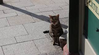 天気が良いので散歩。ドイツでねこに会う。