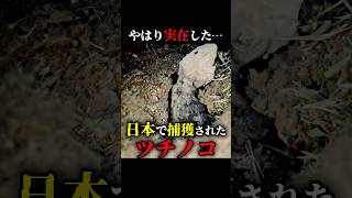 やはり実在する…日本で捕獲された本物のツチノコがヤバい #都市伝説 #怖い話 #雑学 #shorts #uma #未確認生物