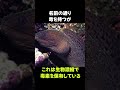 最強のウツボ「ドクウツボ」の雑学 動物 生き物 shorts 雑学 豆知識 おもしろい