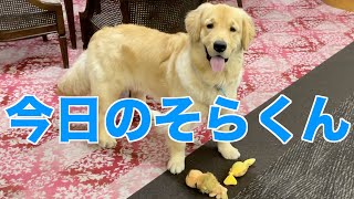 老人ホームで働く、新米セラピー犬「そらくん」(ゴールデンレトリバー)