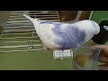 セキセイインコ ミルク 初ペレットに挑戦