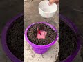 grafting method of artificial propagation using a chilli and an aloe vera 🌶️