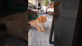 Funny Pets | 2024😂 Funny Dogs And Funny Cats Videos 🐱 🐕 😄