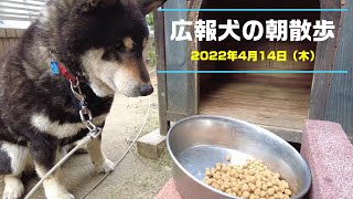 信州須坂移住支援チーム 広報犬の朝散歩（2022.4.14）【長野県須坂市への移住相談は信州須坂移住支援チームへ!!】