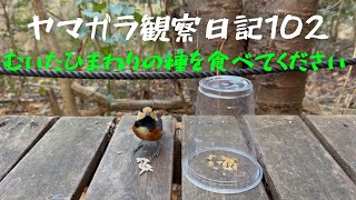 ヤマガラさんむいたひまわりの種を食べてください【野鳥と遊び方】 #バードウォッチング #birds #birdsounds