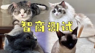 猫咪智商测试！怎么跟想象的不一样啊