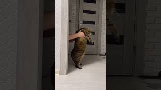 #Shorts BigCat Dance For Gasolina... #Catdance #Funny #Cute