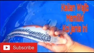 20 Jenis Ikan Koi terpopuler wajib ada di kolam anda !!!