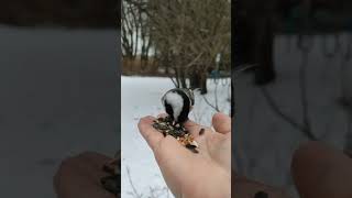 Chickadees treat human hands like it's a bird feeder. #shorts