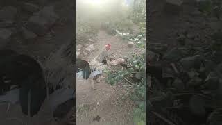 மரியாதை இல்லாத சார்ல உக்காந்து இருக்கா #funny_chicken #kozhi_koothugal #trending