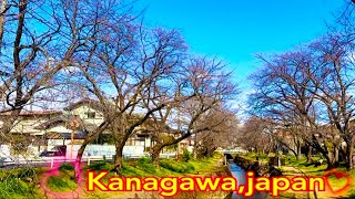 ริมธารน้ำ บรรยากาศ ต้นไม้ ซากุระ ไร้ใบ ในจังหวัด Kanagawa,japan🇯🇵 Ep.2