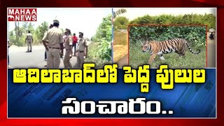 Tiger Scare in Mancherial District: సంచరిస్తున్న 5 పులులు.. నిఘా పెట్టిన అటవీ అధికారులు| MAHAA NEWS