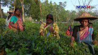 চা বাগানের অস্থায়ী শ্রমিকদের কাজ করতে হয় সামান্য মজুরিতে