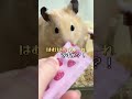 はむはむぴゅーれに初めての顔を見せるポム笑（キンクマハムスター‪🐹） キンクマ ハムスター 飼い主を足蹴にする系ハムスター ポム はむはむぴゅーれ おすすめ 苦手 個人の感想 匂い 消しゴム いちご