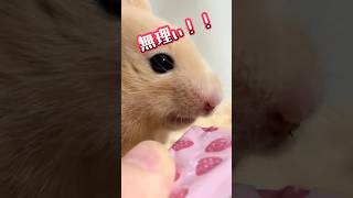 はむはむぴゅーれに初めての顔を見せるポム笑（キンクマハムスター‪🐹）#キンクマ#ハムスター#飼い主を足蹴にする系ハムスター#ポム#はむはむぴゅーれ#おすすめ#苦手#個人の感想#匂い#消しゴム#いちご